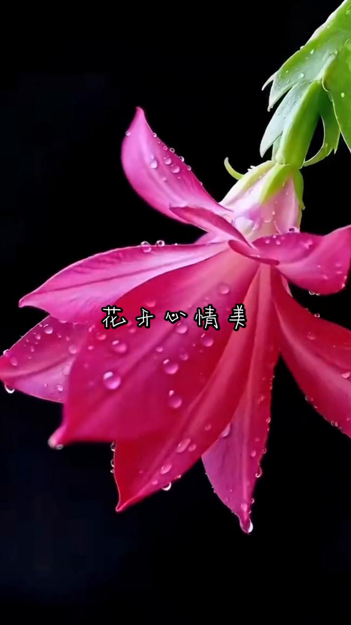 花开心情美。