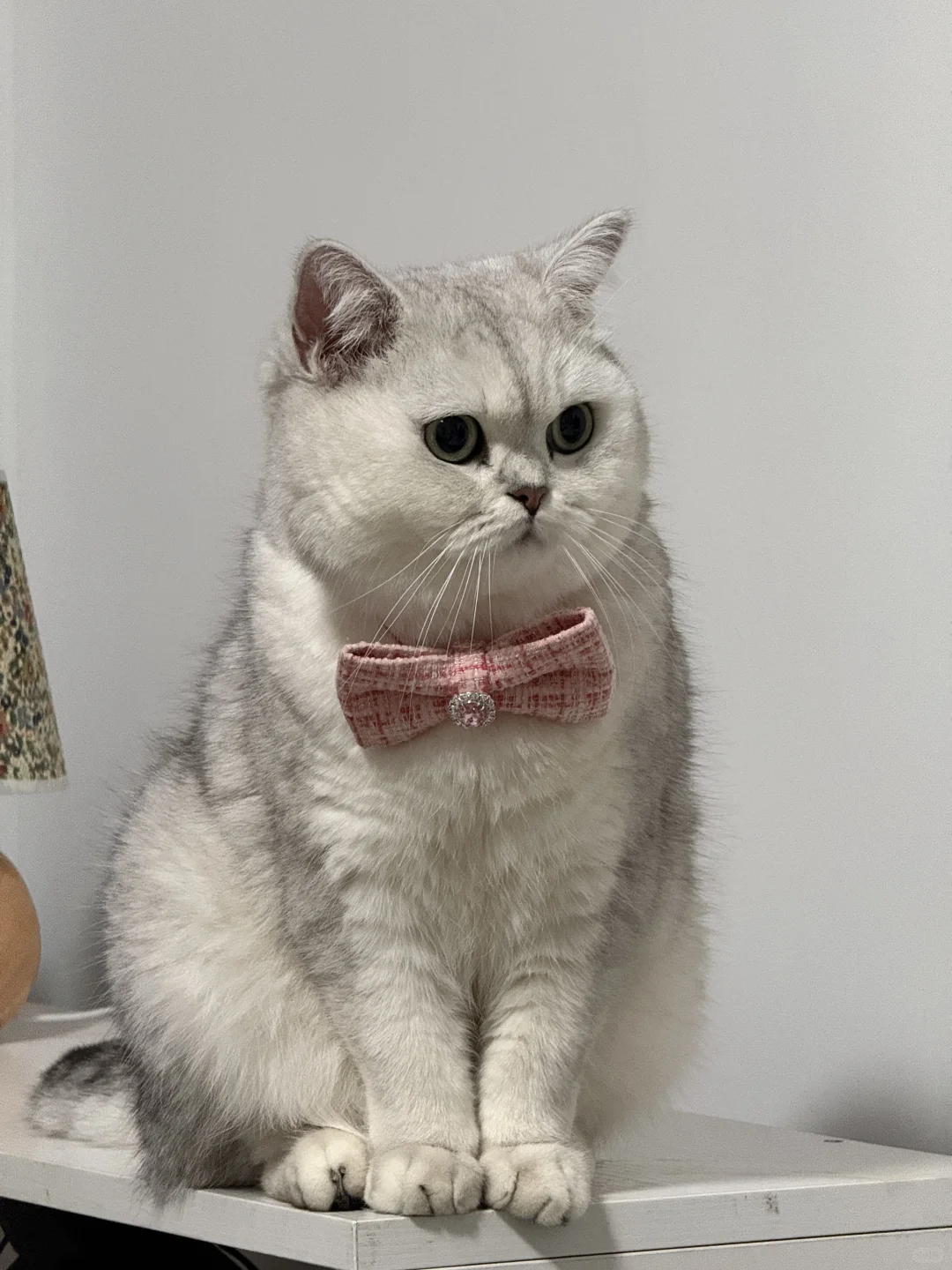 猫咪围脖 我家猫咪真可爱 爱美的小猫咪 银渐层