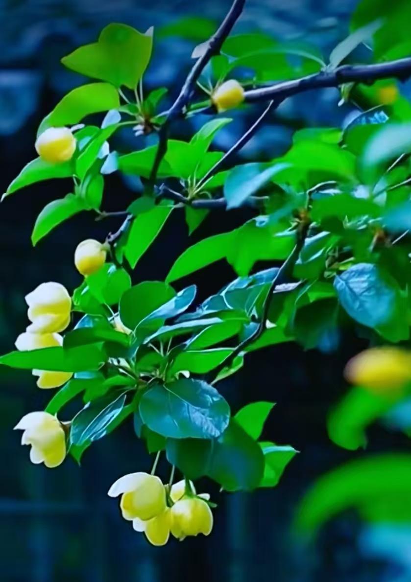 過年了闲暇之時賞賞花惬意之極。
🌹🌹🌹🌹🌹