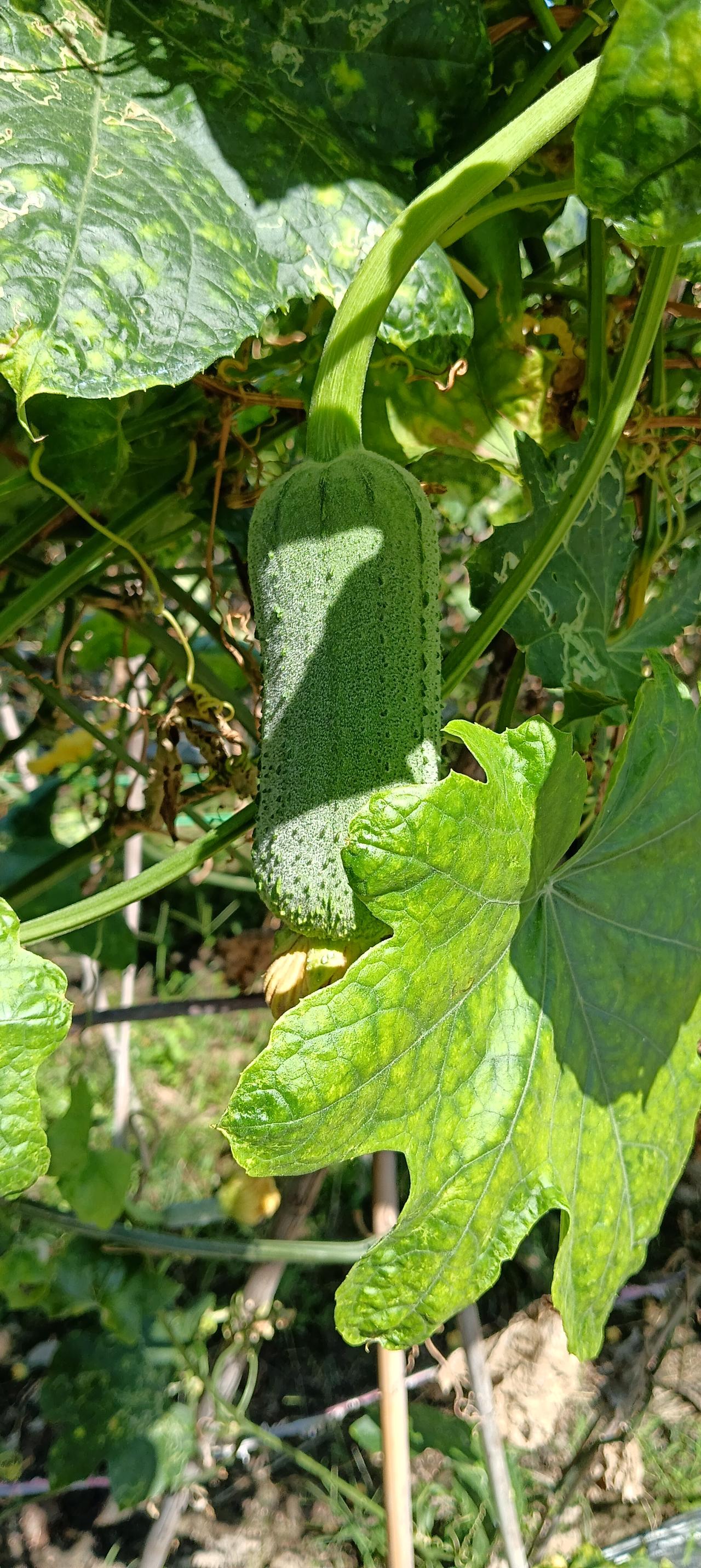 《丝瓜》又名菜瓜。
古时候，有家农户由于秋季粮食欠收，全家人很难度不过整个秋季，