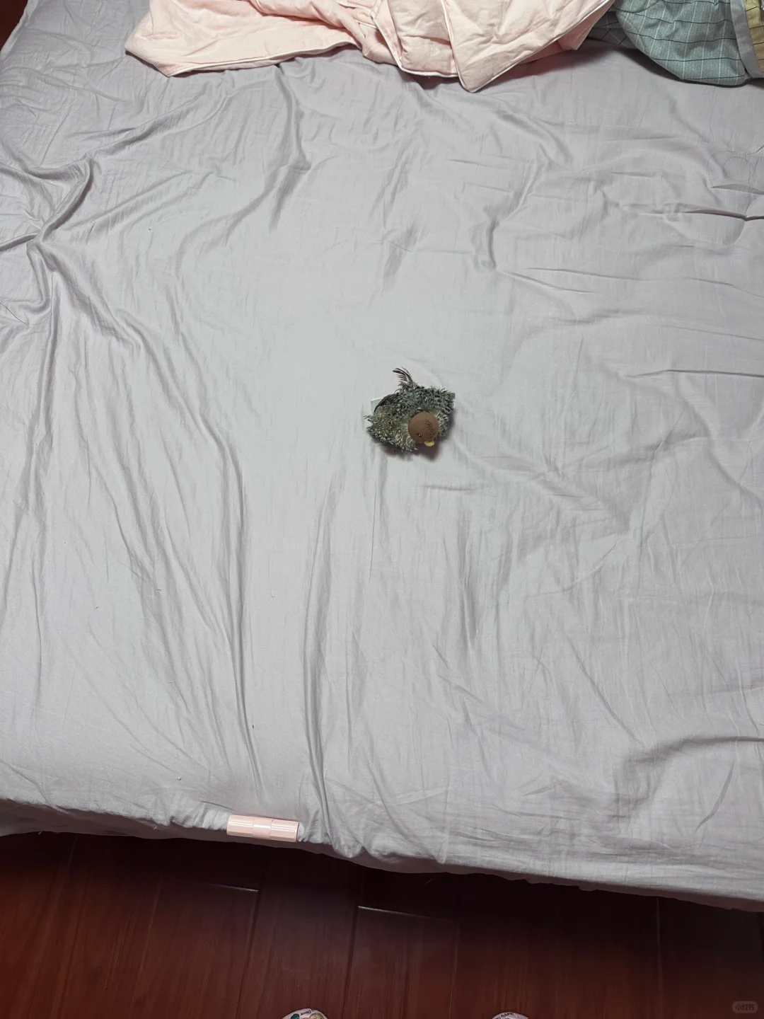 刚换的新床单，你