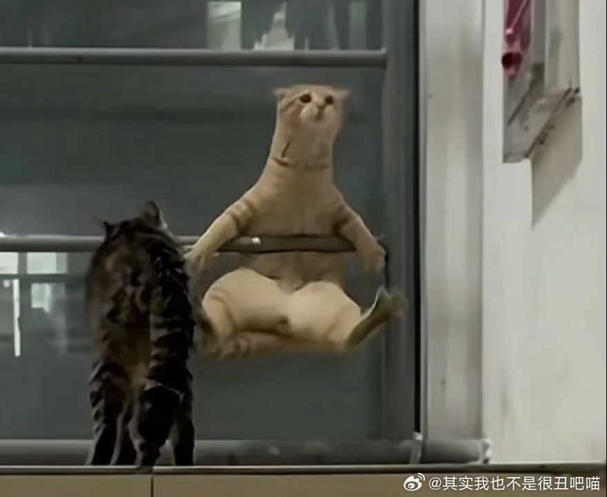 50150【丑猫】练单杠变物种了 
