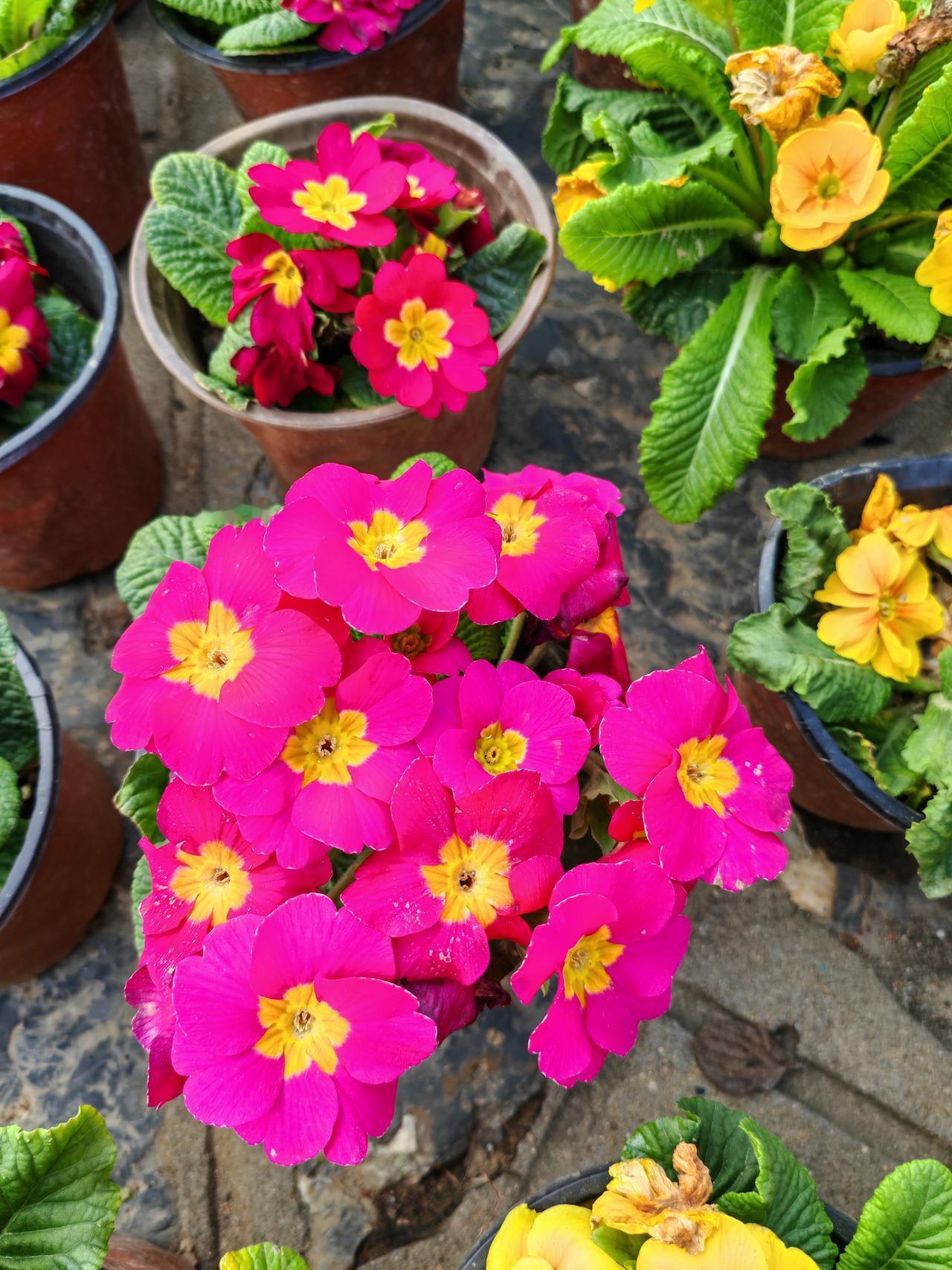 天南地北大拜年报春花好鲜艳，喜气洋洋迎新春。