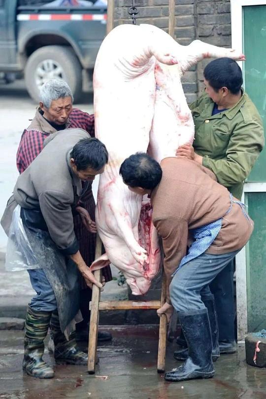 今年41岁，作为土生土长的农村80后，近期“猪女孩呆呆”的爆红，像一把钥匙，猝不