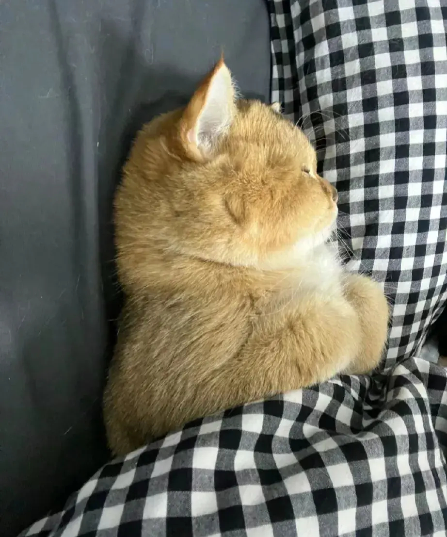 非得睡床上[捂脸][捂脸][捂脸]​​​