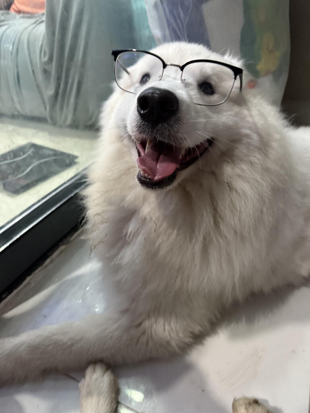 眼镜🐶