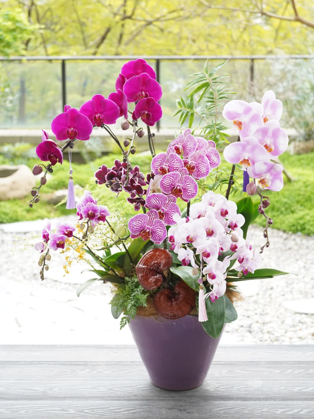 紫气东来蝴蝶兰盆组入主新家了