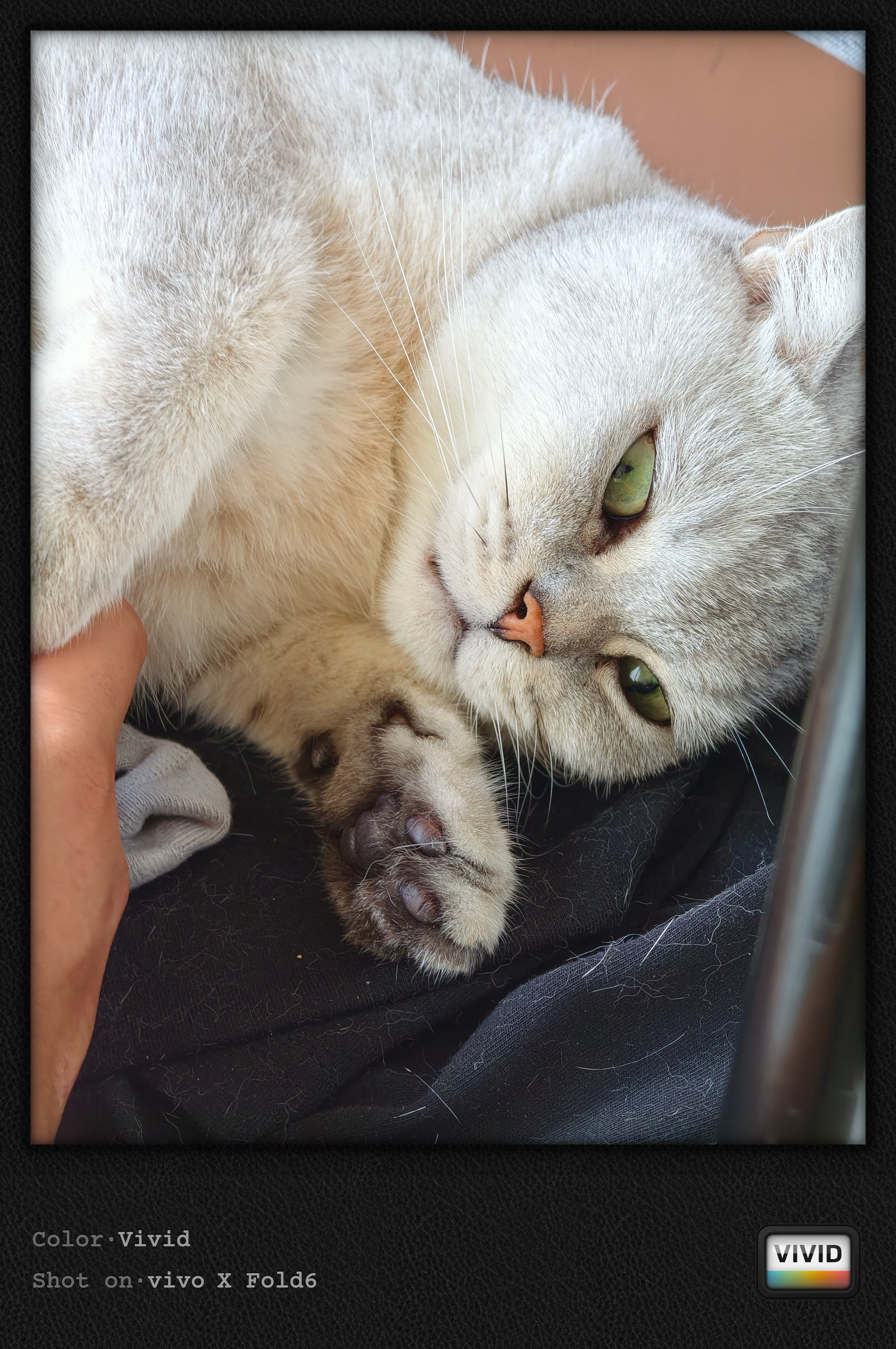 睡觉流口水的猫