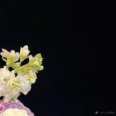 白玫瑰是奶奶从乡下带来的。它不声不响，花瓣薄薄的，白得像初雪，又像清晨的月光。它