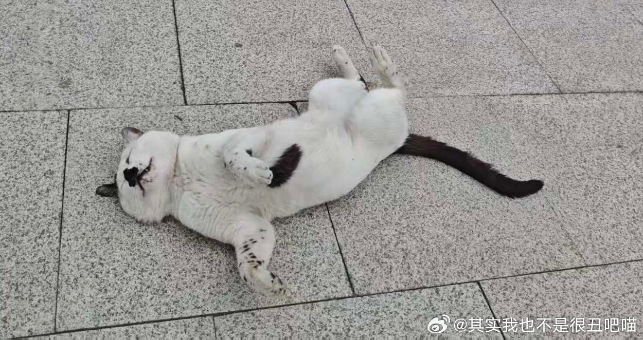 50815【丑猫】咪，你挡道了 
