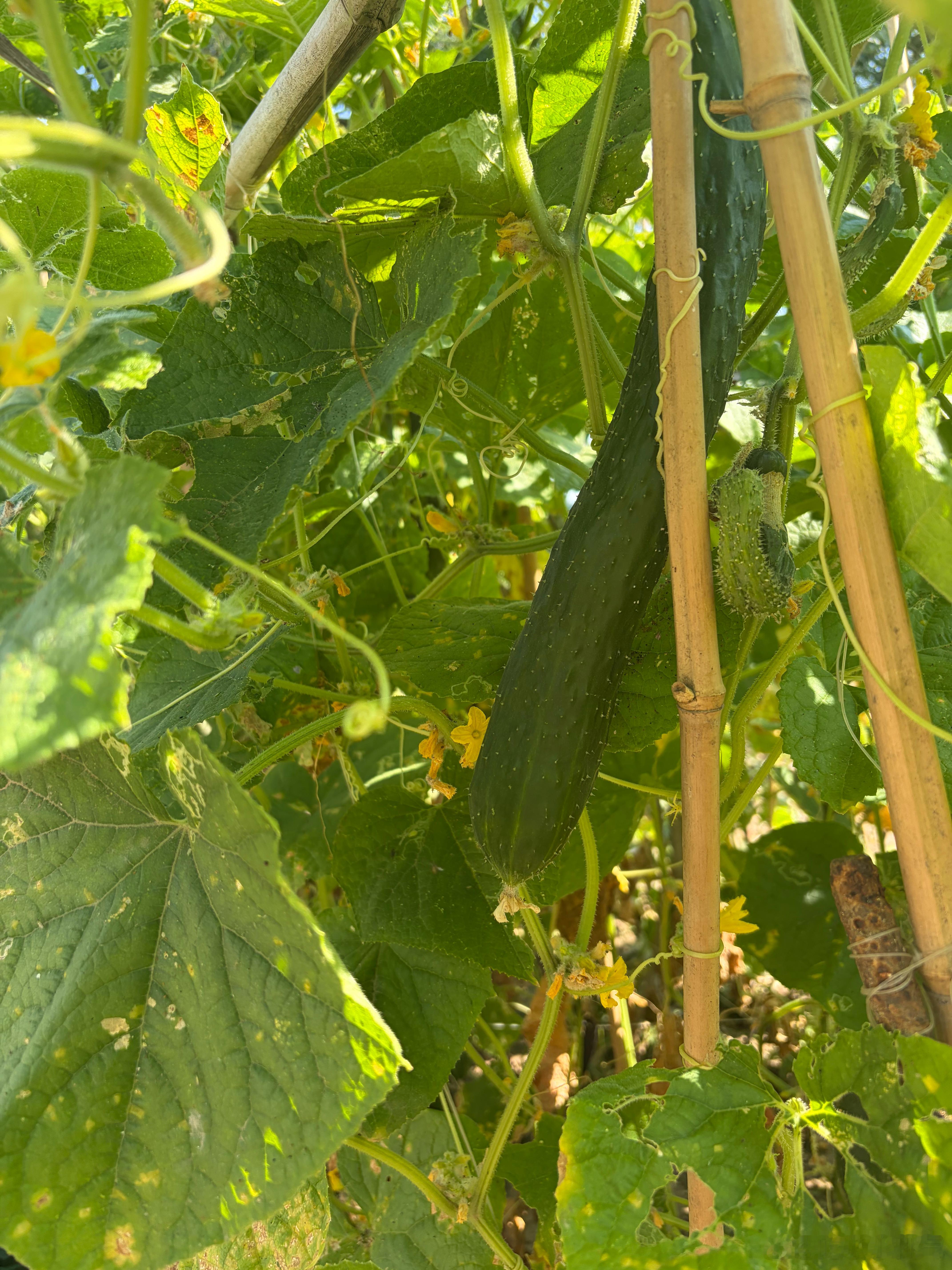 昨天在农庄里看到没打药的黄瓜🥒确实好吃😋 ​​​