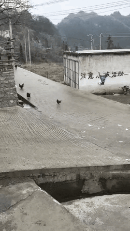 结冰的路面，甭管是什么物种都是四脚朝天[捂脸][捂脸]