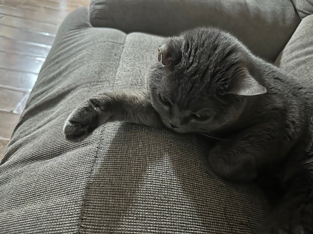 想我哥家的猫了😭 ​​​