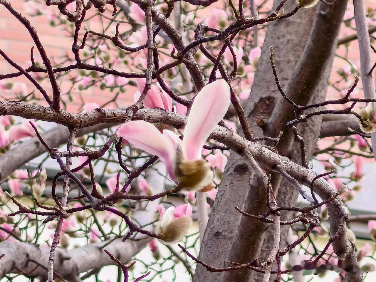 粉嫩的花瓣与蜜蜂的舞动，构成一幅生机勃勃的春日画卷。