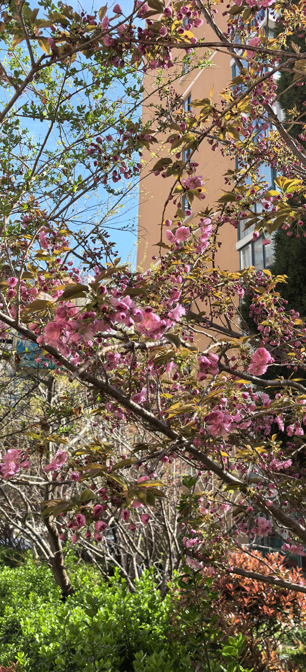 原来共享春天
喜悦会翻倍
第一朵桃花炸开粉瓣时
转头想告诉你的瞬间
欢喜从一份变