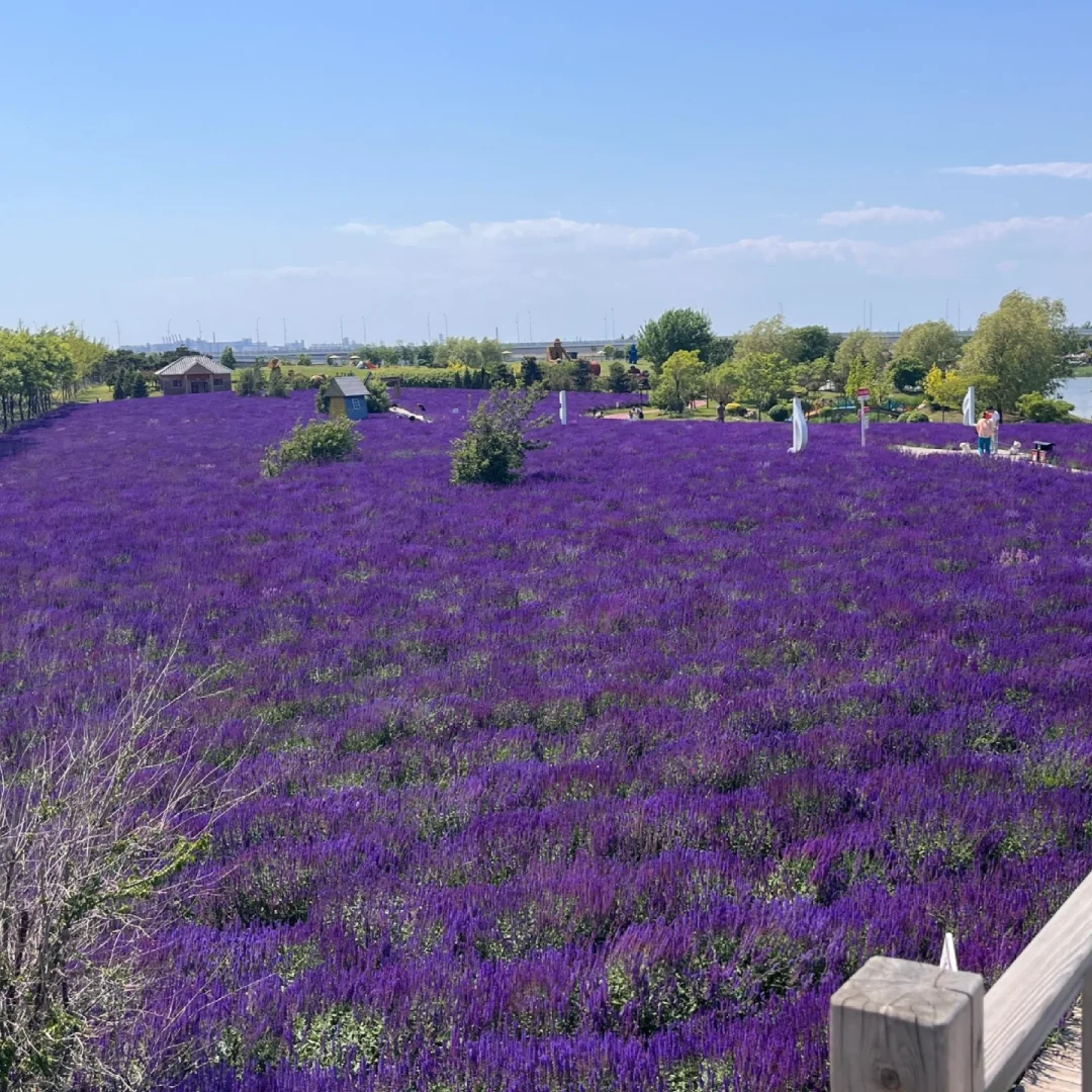 盘锦玉露花语｜9.9🐑毛可薅