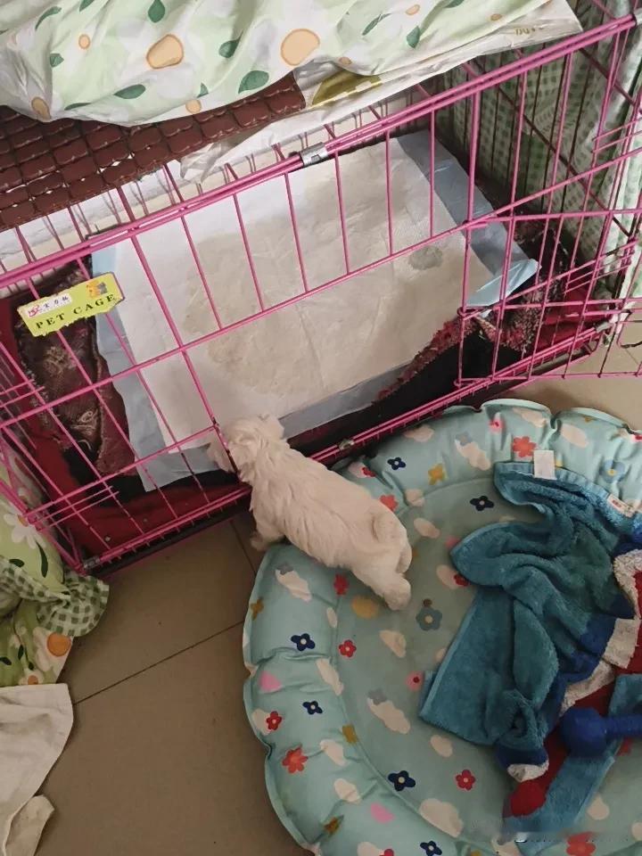 雪纳瑞小宝宝满34天了！每天喂四五遍幼犬粮，半夜四五点都得爬起来喂。

不喂就要