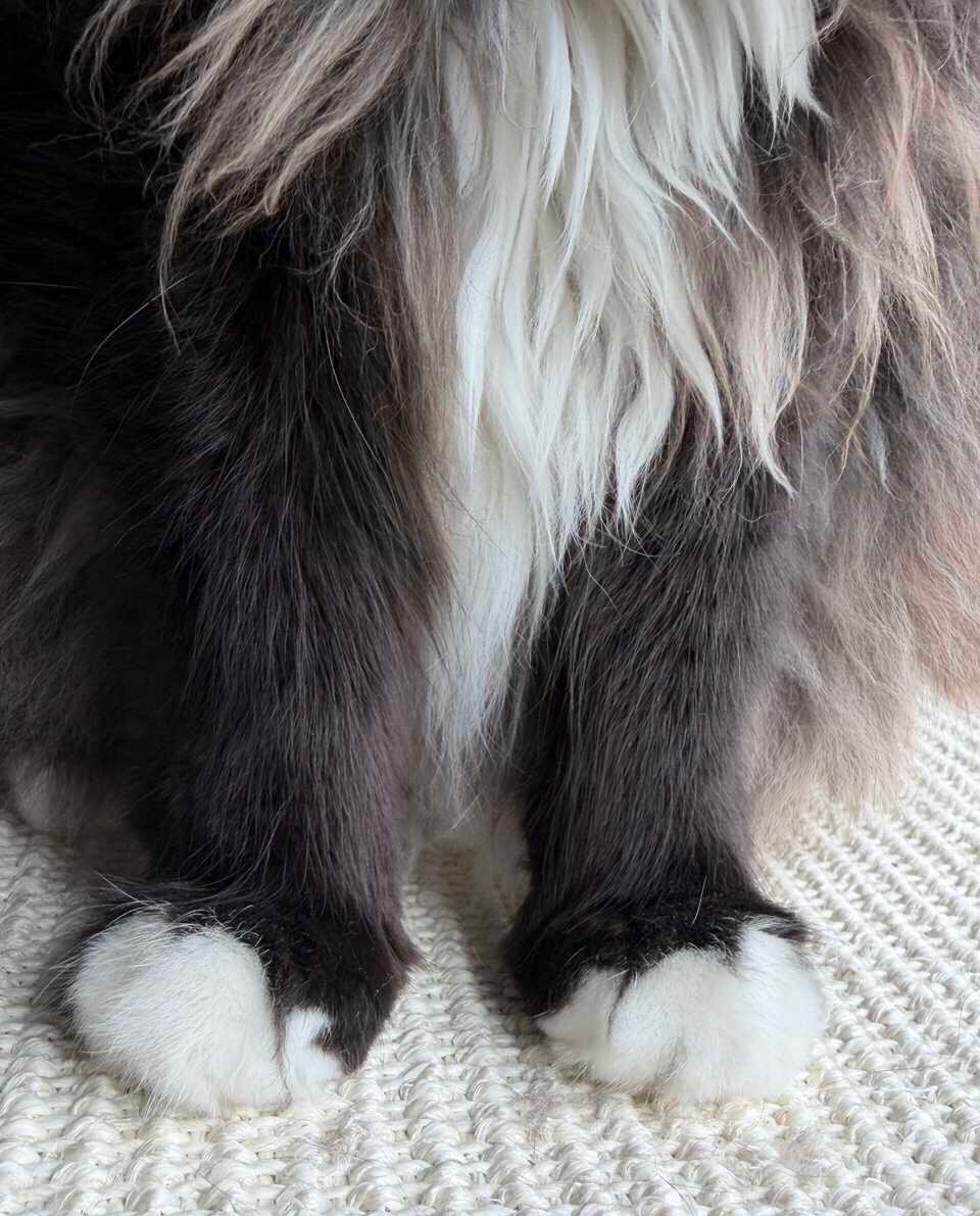 给我些摸摸！daily奶牛猫 （投稿：） 