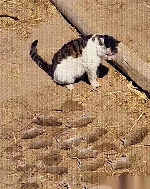 内蒙古这户牧民差点把家里的猫扔了这事，简直是“你永远不知道你家猫背地里有多牛”的