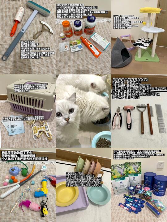 新手养猫装备｜租房有3猫版