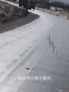 这只绝对是鸭后妈，你们信不[灵光一闪]