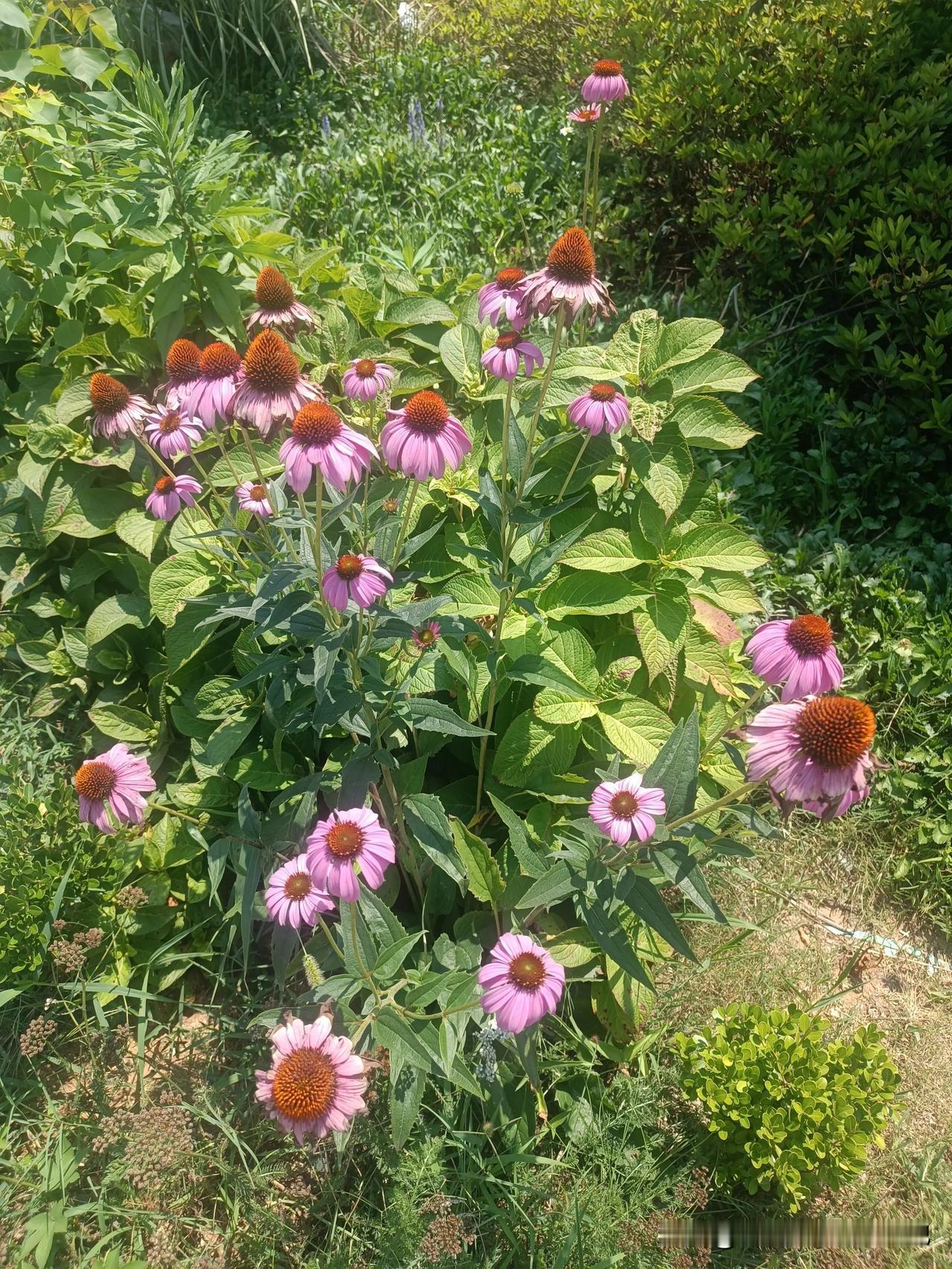 小花一朵