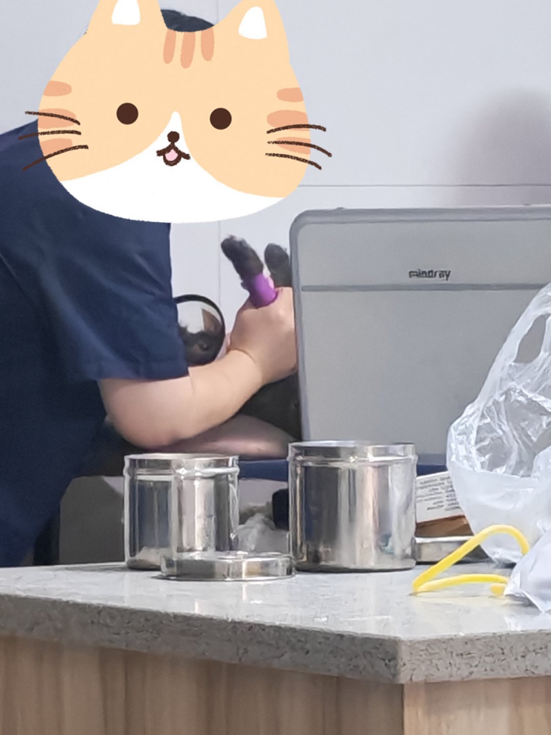 谁懂自己带猫去做绝育的恐怖[淡淡的]快上车吧[超话] ​​​