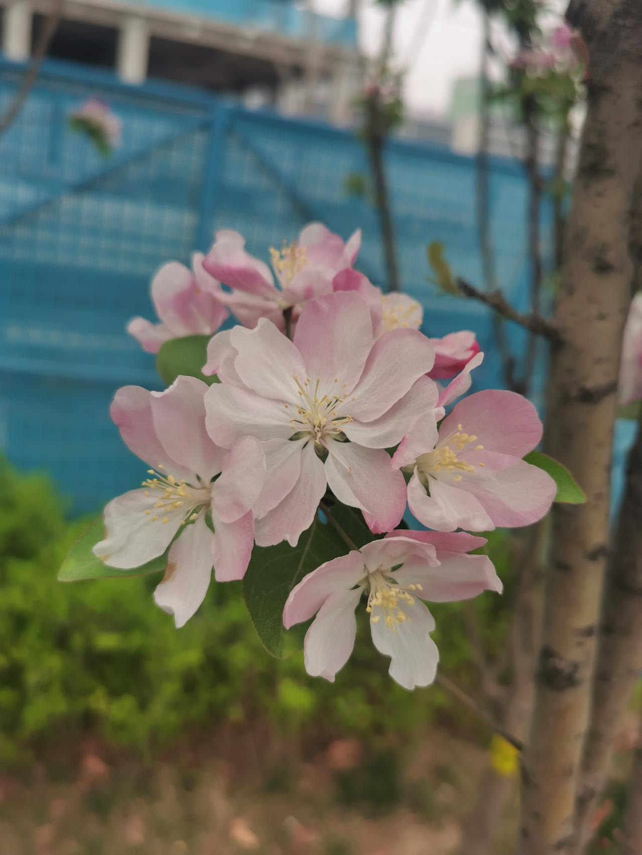 西府海棠即将绽放，将是满树的盛开！