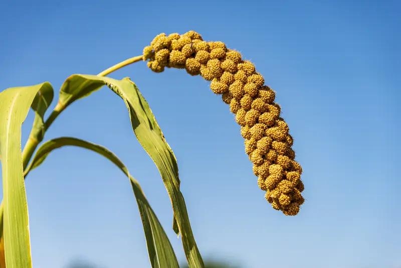 春种一粒谷，秋收万担粮。春秋相对，种和收相对，一粒和万担相对，谷和粮相对。其意境