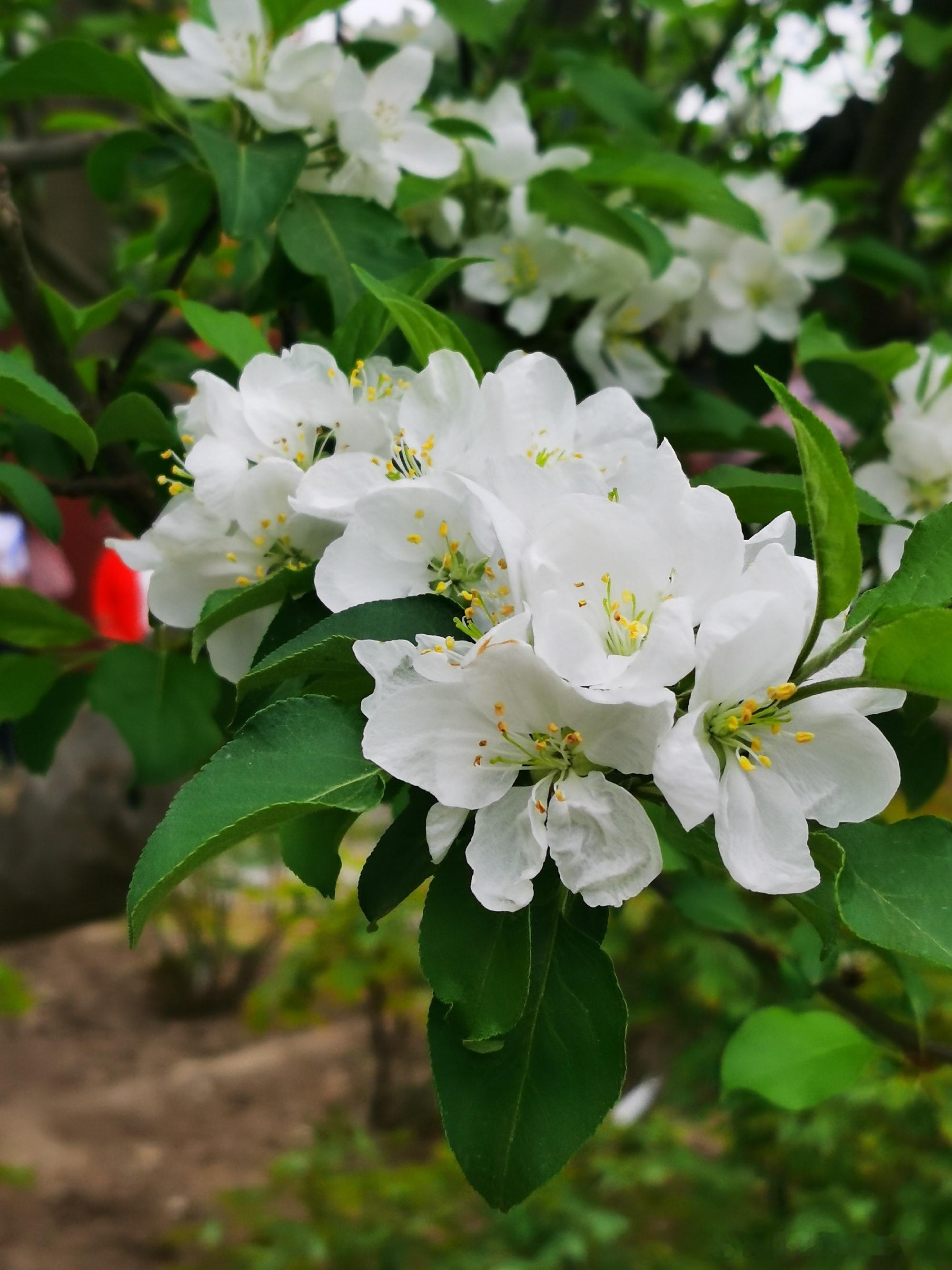 景山公园鲜花怒放摄影 ​​​