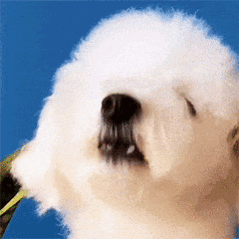 两边判罚尺度不一样，你威依旧是上篮被打死没有哨