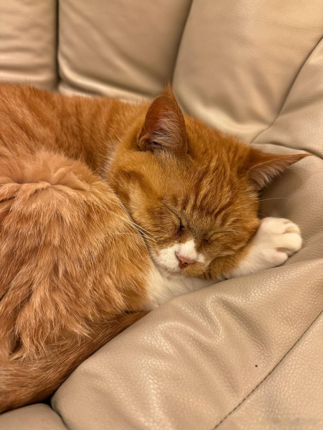 中年人生活真的是上有老下有小中间还有猫猫最近脾气暴躁一摸就炸，直觉她可能是哪里痛