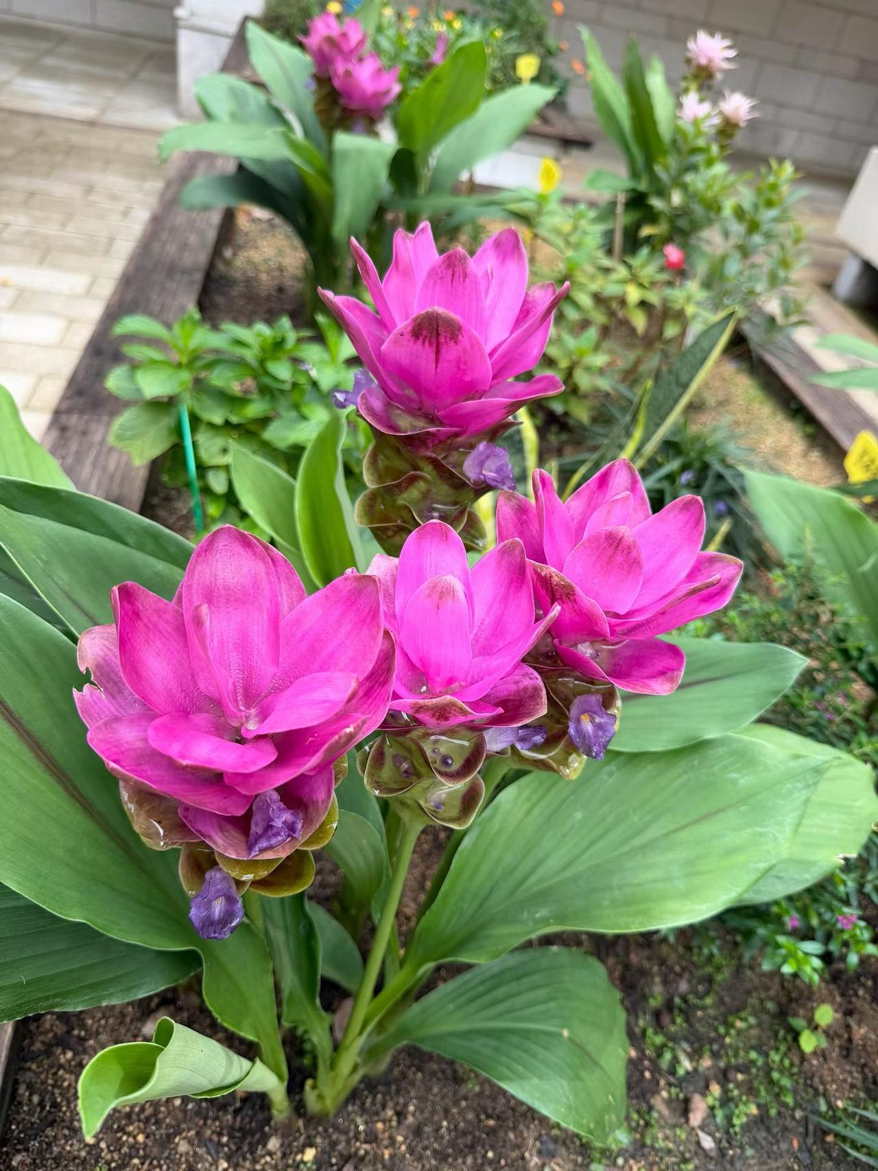 姜荷花
 
阔叶绿得沉静
层层玫粉，叠成莲的模样
 
花瓣晕开浅褐纹路
藏着细碎