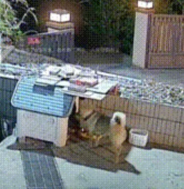 你能想象吗？江西一户人家深夜监控里，竟藏着让人泪目的秘密！这户人家不久前领养了两