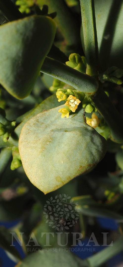 圆叶槲寄生 Viscum rotundifolium 檀香科   槲寄生属 ​​
