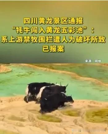 《四头牦牛闯入“人间瑶池”黄龙五彩池，11分钟温和“请离”后，专家说……》

8