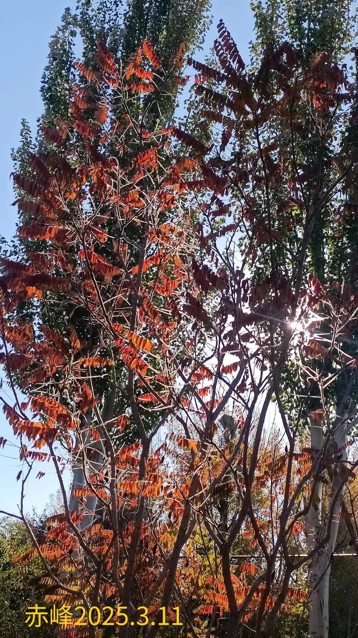 一张照片分享秋色随手一拍，深秋的景色。