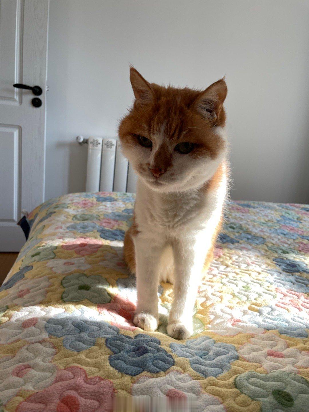 #萌宠那些事[超话]# 猫宁～ 吃饱喝足追逐阳光的小猫咪。 ​​​