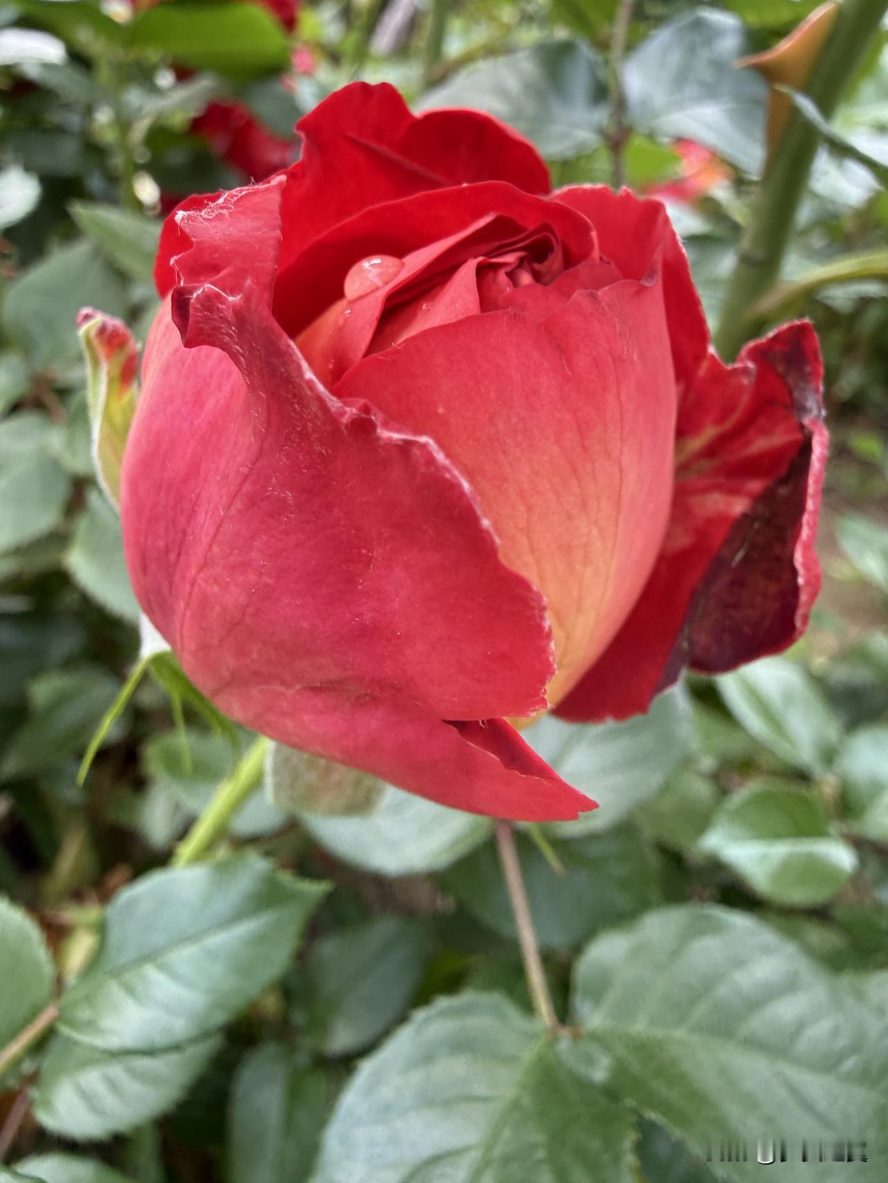 【小对联】
上：……？
下：操刀。