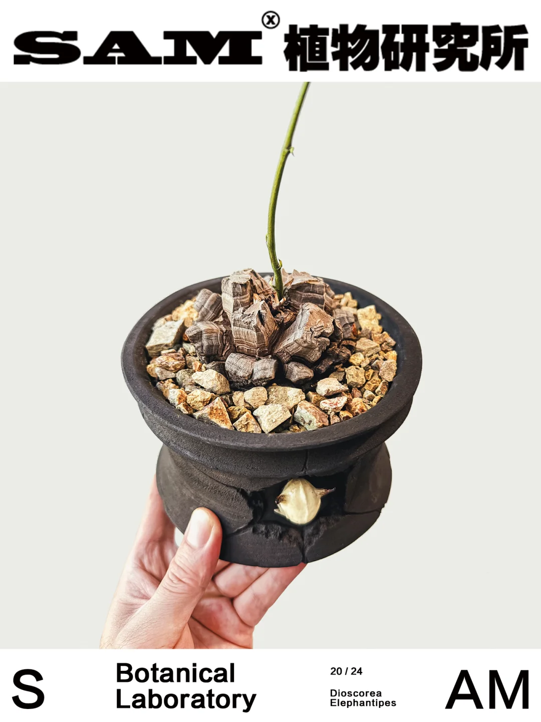 龟甲龙｜Dioscorea Elephantipes.