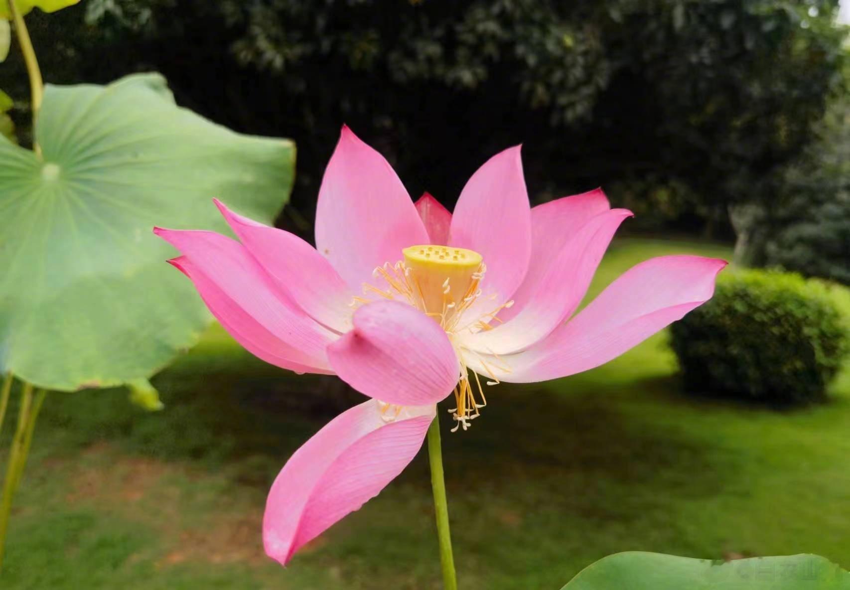 你的铁粉牌牌还在么？ ​​​