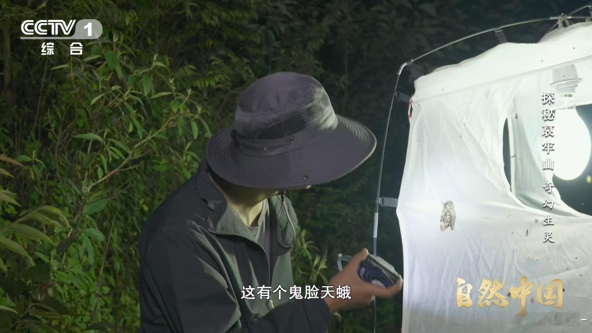 云南哀牢山这种蛾子一碰就叫这种天蛾出场自带BGM 夜间探秘哀牢山，偶遇会“发声”