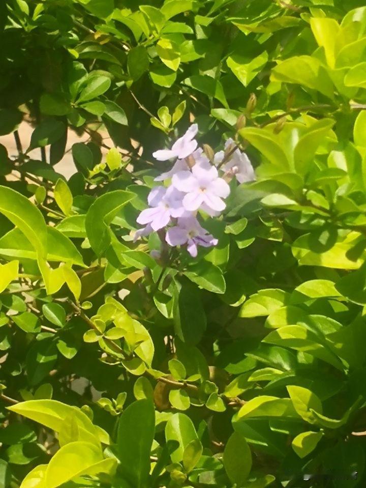 当婆婆的过多干预儿子婚姻，迟早会自食恶果。一阿姨，因为感觉儿媳又懒又馋又不尊重她