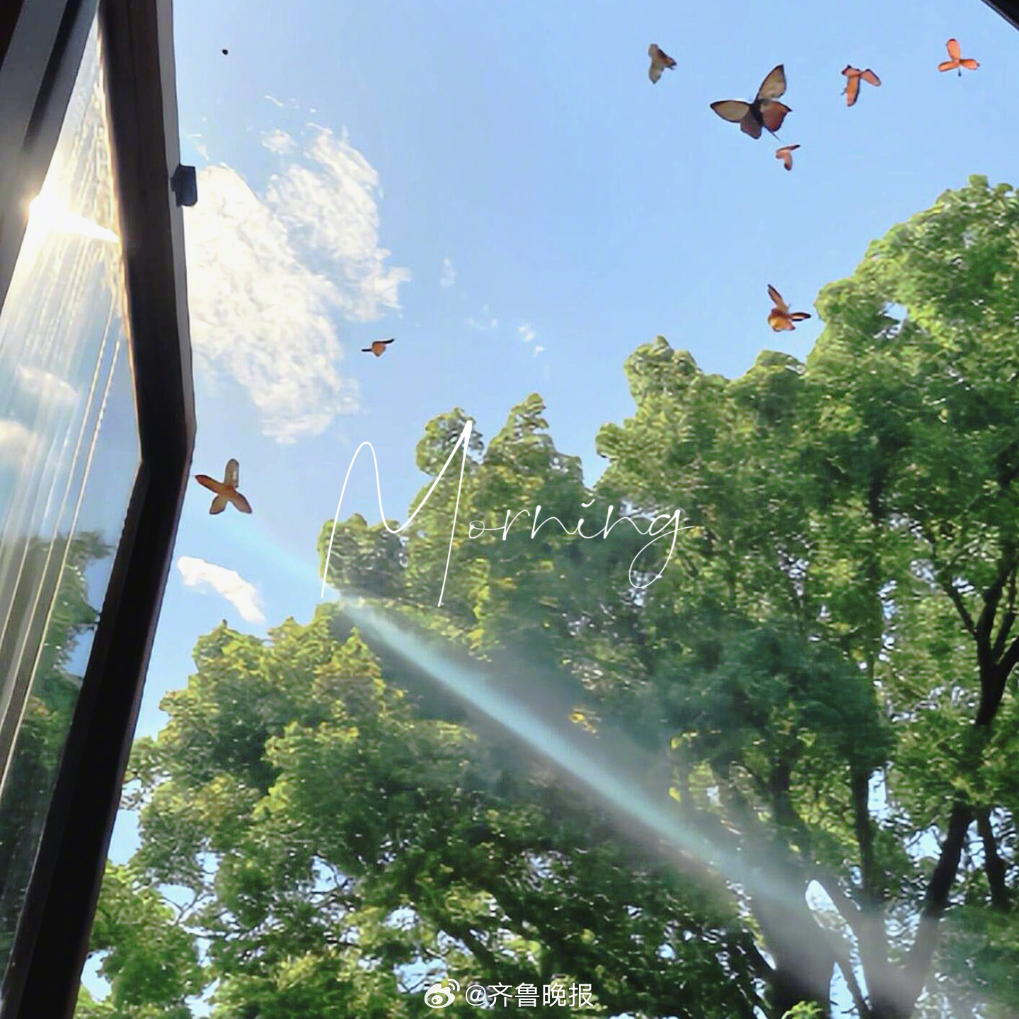 每一缕阳光都在为你铺就温柔的日常 #早安#