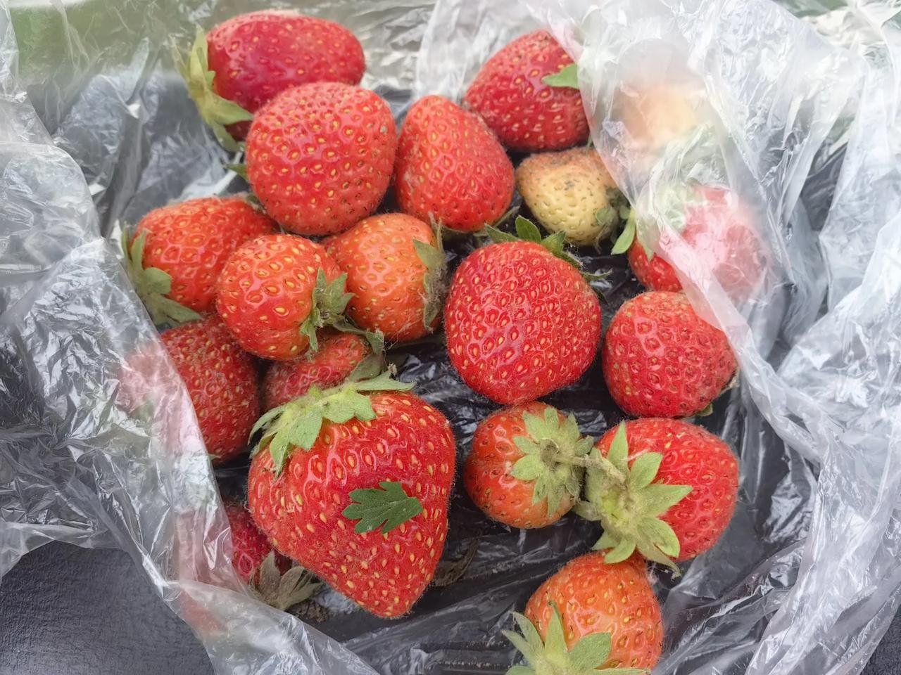 昨天傍晚摘的草莓，自己种的，一点药也没有，纯天然。

味道是酸甜的，比卖的酸，像