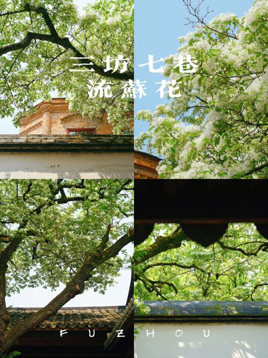 福州打卡｜来三坊七巷🏮追一场最美四月雪