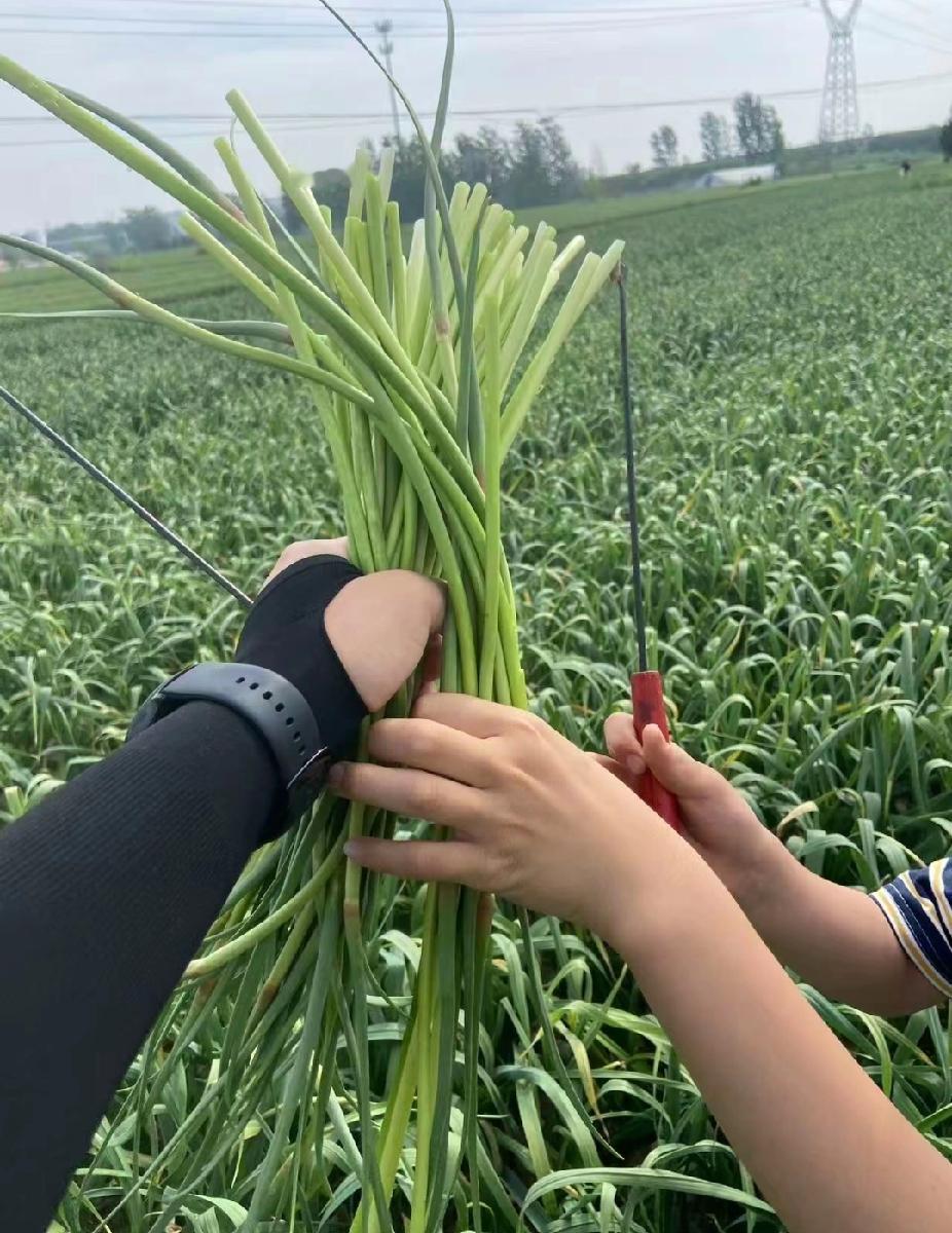 看不透的行情
买不起的黄金
抓不住的男人
开不上的大奔
卖不成钱的蒜苔
和一帮光