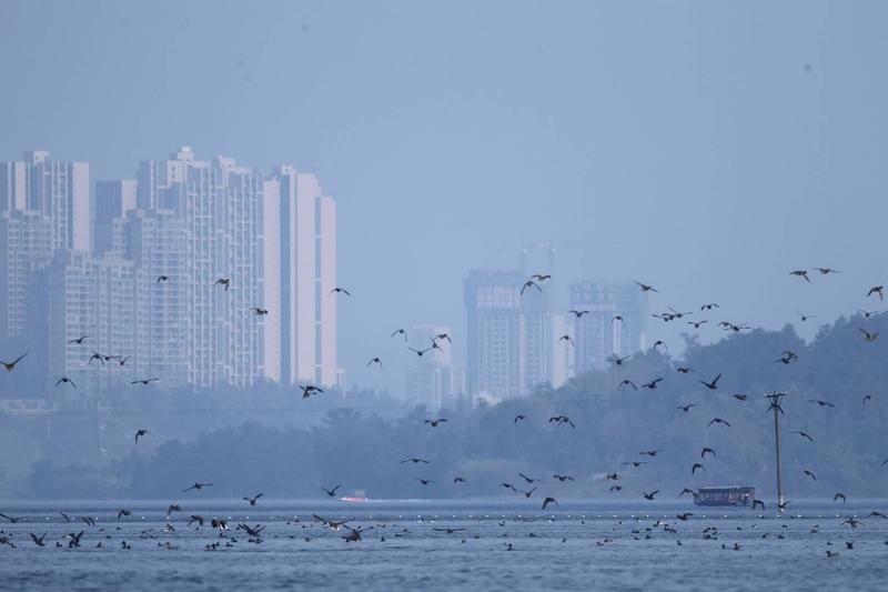 上联：池边看鱼跃，诚邀下联空中观鸟飞