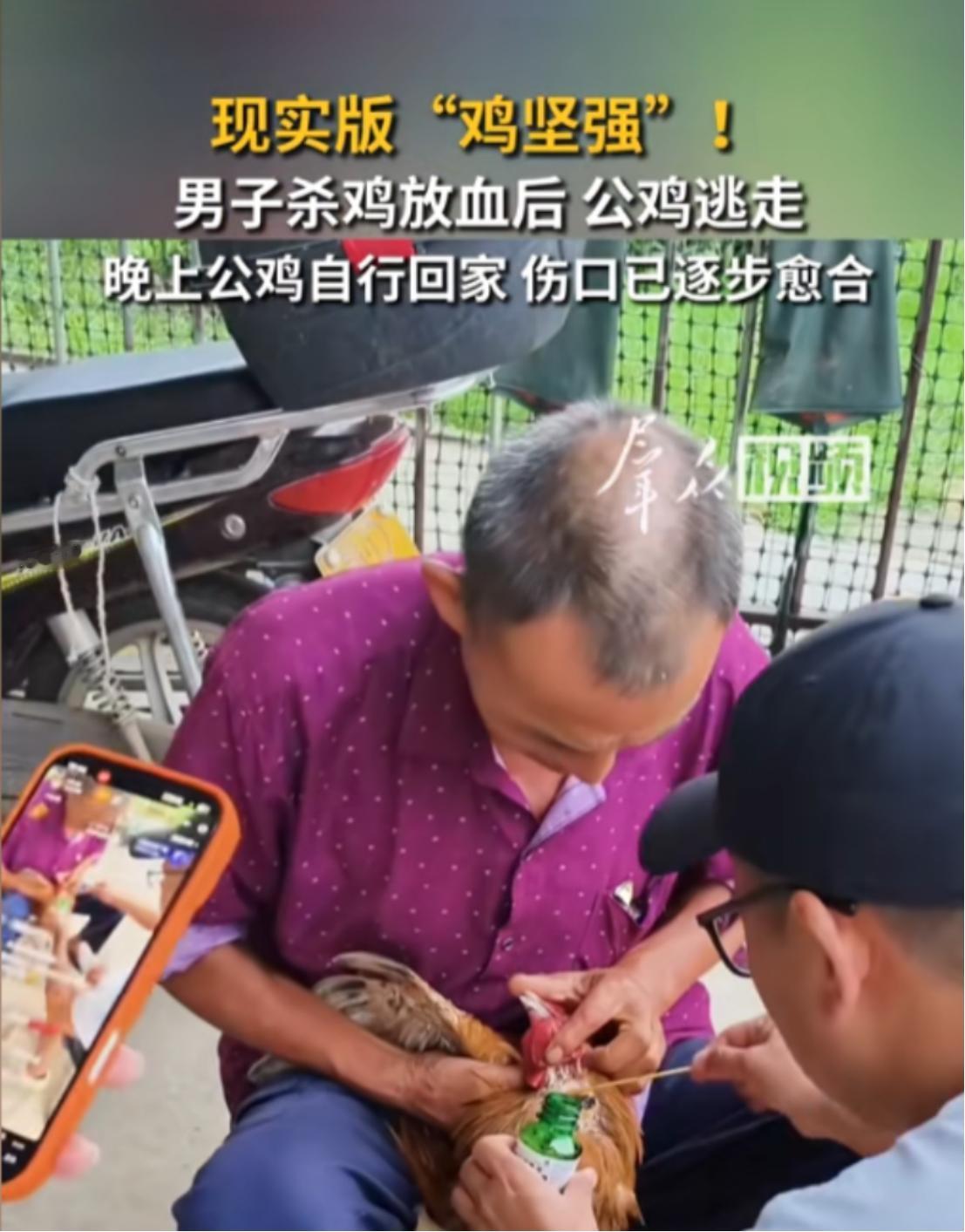 凭本事活下来的公鸡，硬是给自己挣回了一条命！8月15日前后，湖北荆州一名男子宰杀