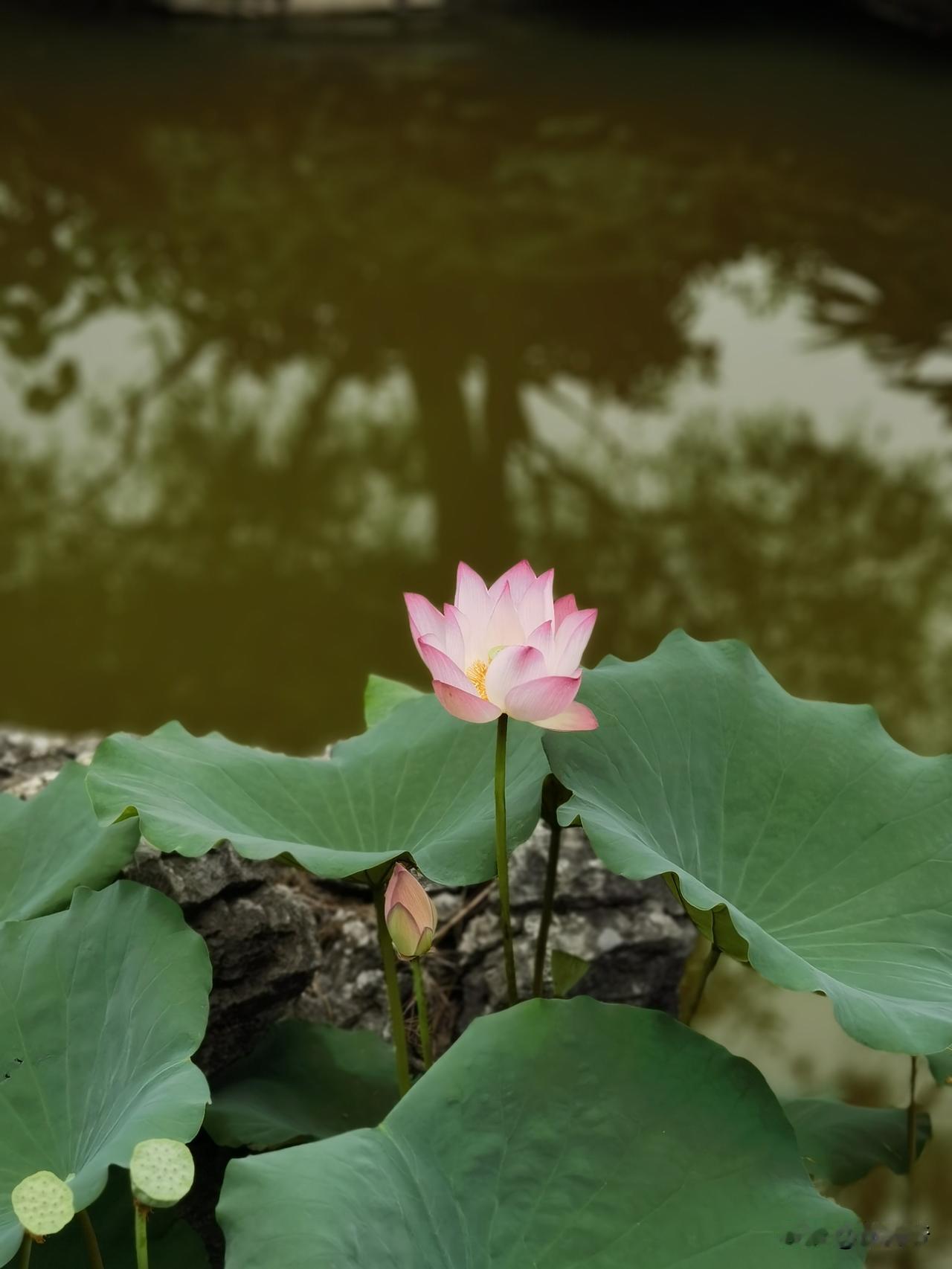 夏日静心！一到盛夏，人就容易跟着天气一起浮躁。琐事堆在心头，杂念绕在耳边，总觉得